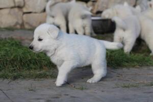 White-Swiss-Shepherd-Puppies-short-coat 5403