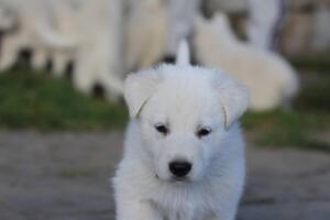 White-Swiss-Shepherd-Puppies-short-coat 5406