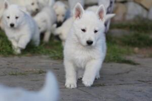 White-Swiss-Shepherd-Puppies-short-coat 5421