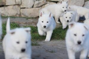 White-Swiss-Shepherd-Puppies-short-coat 5433
