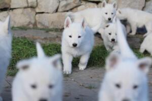 White-Swiss-Shepherd-Puppies-short-coat 5434
