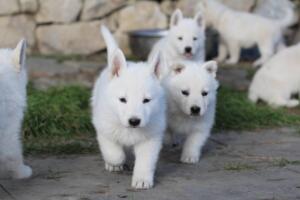 White-Swiss-Shepherd-Puppies-short-coat 5435