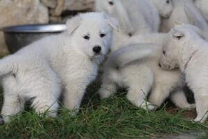 White-Swiss-Shepherd-Puppies-short-coat 5455