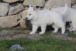 White-Swiss-Shepherd-Puppies-short-coat 5480