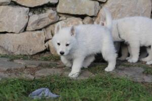 White-Swiss-Shepherd-Puppies-short-coat 5483