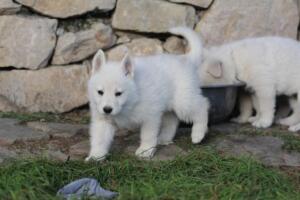 White-Swiss-Shepherd-Puppies-short-coat 5484