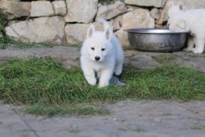 White-Swiss-Shepherd-Puppies-short-coat 5489