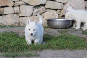 White-Swiss-Shepherd-Puppies-short-coat 5490