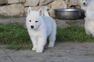 White-Swiss-Shepherd-Puppies-short-coat 5492