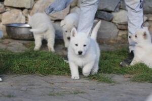 White-Swiss-Shepherd-Puppies-short-coat 5494