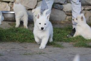 White-Swiss-Shepherd-Puppies-short-coat 5495