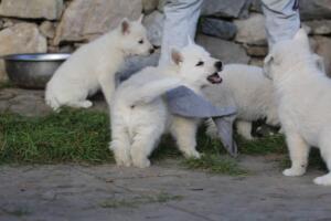 White-Swiss-Shepherd-Puppies-short-coat 5499