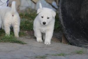 White-Swiss-Shepherd-Puppies-short-coat 5506