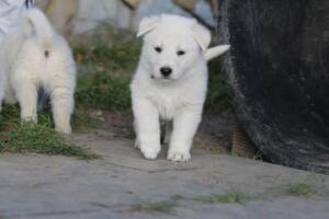 White-Swiss-Shepherd-Puppies-short-coat 5507