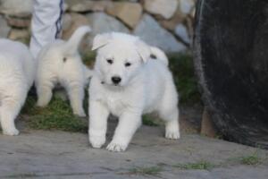 White-Swiss-Shepherd-Puppies-short-coat 5508