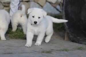 White-Swiss-Shepherd-Puppies-short-coat 5509