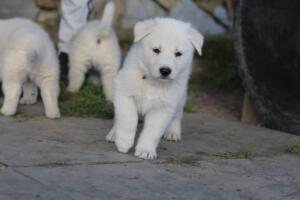 White-Swiss-Shepherd-Puppies-short-coat 5510