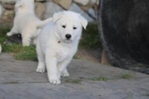White-Swiss-Shepherd-Puppies-short-coat 5513