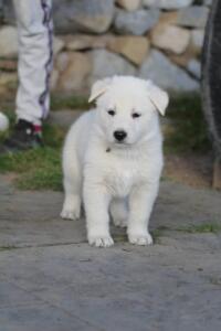White-Swiss-Shepherd-Puppies-short-coat 5517