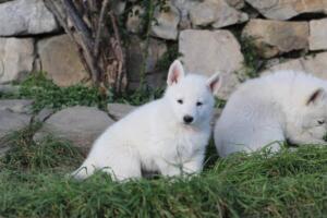 White-Swiss-Shepherd-Puppies-short-coat 5523
