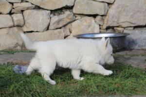White-Swiss-Shepherd-Puppies-short-coat 5528