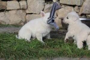 White-Swiss-Shepherd-Puppies-short-coat 5536