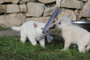 White-Swiss-Shepherd-Puppies-short-coat 5538