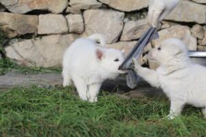 White-Swiss-Shepherd-Puppies-short-coat 5539
