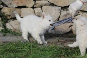 White-Swiss-Shepherd-Puppies-short-coat 5542