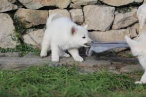 White-Swiss-Shepherd-Puppies-short-coat 5544