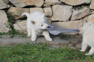 White-Swiss-Shepherd-Puppies-short-coat 5545