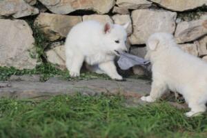 White-Swiss-Shepherd-Puppies-short-coat 5548