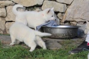 White-Swiss-Shepherd-Puppies-short-coat 5552