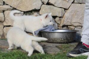 White-Swiss-Shepherd-Puppies-short-coat 5553
