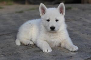 White-Swiss-Shepherd-Puppies-short-coat 5559