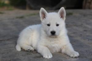 White-Swiss-Shepherd-Puppies-short-coat 5560