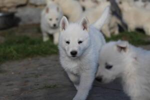 White-Swiss-Shepherd-Puppies-short-coat 5568