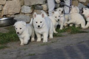 White-Swiss-Shepherd-Puppies-short-coat 5575