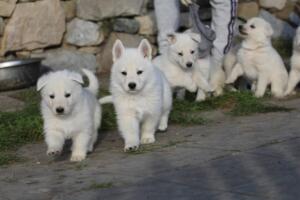White-Swiss-Shepherd-Puppies-short-coat 5576