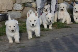 White-Swiss-Shepherd-Puppies-short-coat 5577