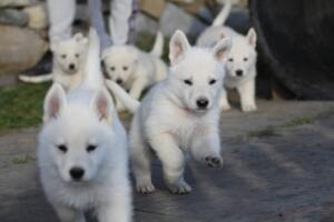 White-Swiss-Shepherd-Puppies-short-coat 5580