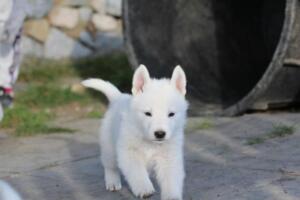 White-Swiss-Shepherd-Puppies-short-coat 5582
