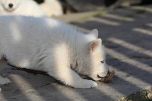White-Swiss-Shepherd-Puppies-short-coat 5586