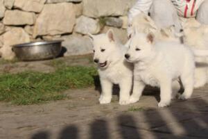 White-Swiss-Shepherd-Puppies-short-coat 5603