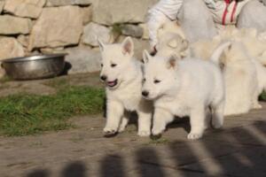 White-Swiss-Shepherd-Puppies-short-coat 5604