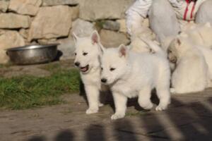 White-Swiss-Shepherd-Puppies-short-coat 5605