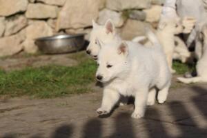 White-Swiss-Shepherd-Puppies-short-coat 5606