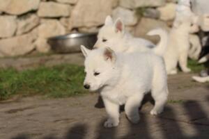 White-Swiss-Shepherd-Puppies-short-coat 5607