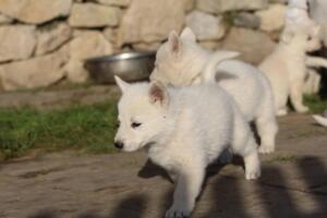 White-Swiss-Shepherd-Puppies-short-coat 5608