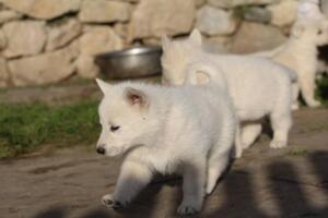 White-Swiss-Shepherd-Puppies-short-coat 5609